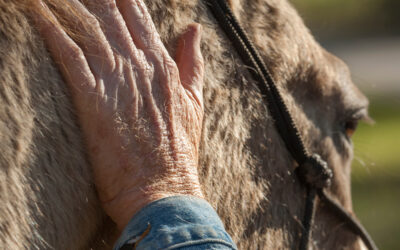 The Healing Power of Animal Therapy for Older Adults